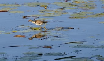 水面を泳ぐどころかを歩けてしまう?!「レンカク」と呼ばれる鳥の仲間たち!!