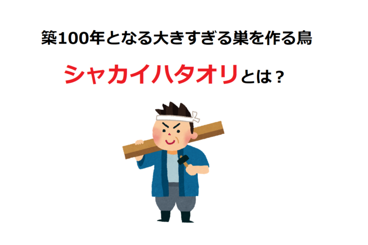 小さな体をした鳥の「シャカイハタオリ」、仲間と力を合わせて作る巣がデカすぎる！
