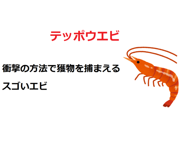 大きなハサミを持つ「テッポウエビ」、その狩猟方法は衝撃の方法だった？！