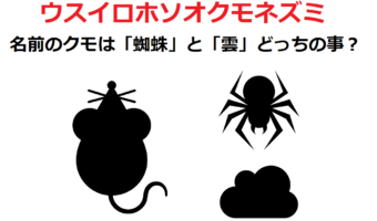 「ウスイロホソオクモネズミ」は、蜘蛛ではなく雲から名前が来たネズミ