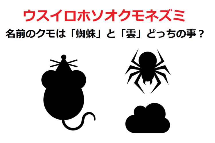 「ウスイロホソオクモネズミ」は、蜘蛛ではなく雲から名前が来たネズミ