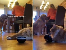 まるでおっさん！？横着にご飯を要求するニャンコに飼い主さんは大迷惑