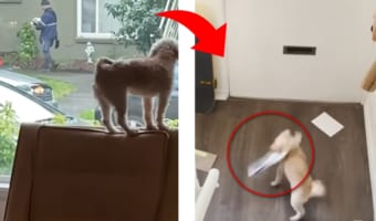 大好きなの?大嫌いなの?子犬の手紙に郵便に対するリアクションが凄い!
