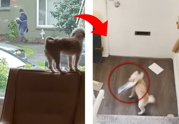 大好きなの？大嫌いなの？子犬の手紙に郵便に対するリアクションが凄い！