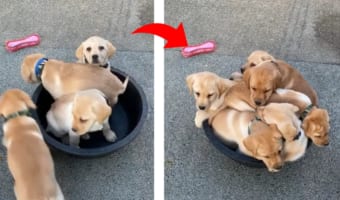 僕も入りたいワン！バケツの中にすっぽり収まってしまう子犬の兄弟がカワイイ