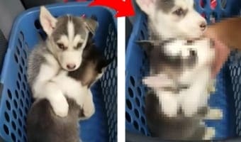 俺が守る!妹を人間に抱っこさせたくないハスキーの子犬に心打たれる