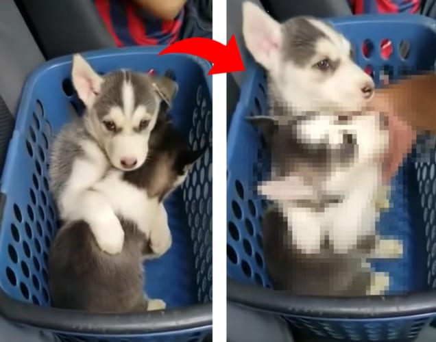 俺が守る！妹を人間に抱っこさせたくないハスキーの子犬に心打たれる