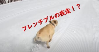 ギャップが凄い！超スピードで走るフレンチブルの映像が爽快！