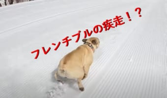 ギャップが凄い!超スピードで走るフレンチブルの映像が爽快!