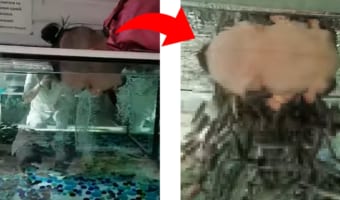 ドクターフィッシュで洗顔を行った結果...魚たちは集まる!?