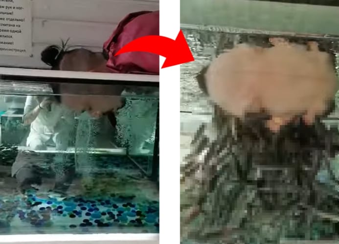 ドクターフィッシュで洗顔を行った結果...魚たちは集まる！？