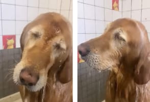 犬のシャンプーは一苦労....そんな常識を覆すお風呂大好きワンコが可愛すぎる！