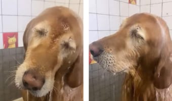 犬のシャンプーは一苦労....そんな常識を覆すお風呂大好きワンコが可愛すぎる！
