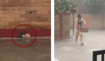 本当に良かった...嵐の中を寄りそう子猫の兄弟を救った男性に賞賛が集まる！