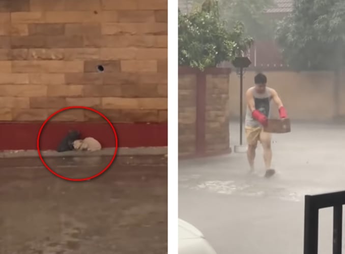 本当に良かった...嵐の中を寄りそう子猫の兄弟を救った男性に賞賛が集まる！