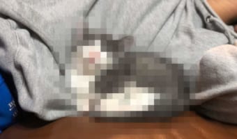 なにその寝顔！子ネコのニコニコな寝顔が可愛すぎて・・・尊い