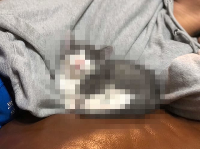 なにその寝顔！子ネコのニコニコな寝顔が可愛すぎて・・・尊い