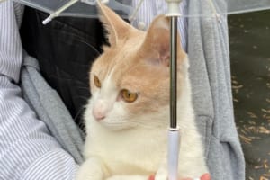 「雨の日も悪くないニャ♪」天気が微妙でも大好きなお散歩を満喫するニャンコの頭の上には･･･