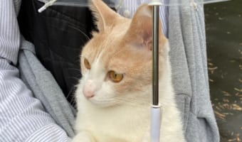 「雨の日も悪くないニャ♪」天気が微妙でも大好きなお散歩を満喫するニャンコの頭の上には･･･