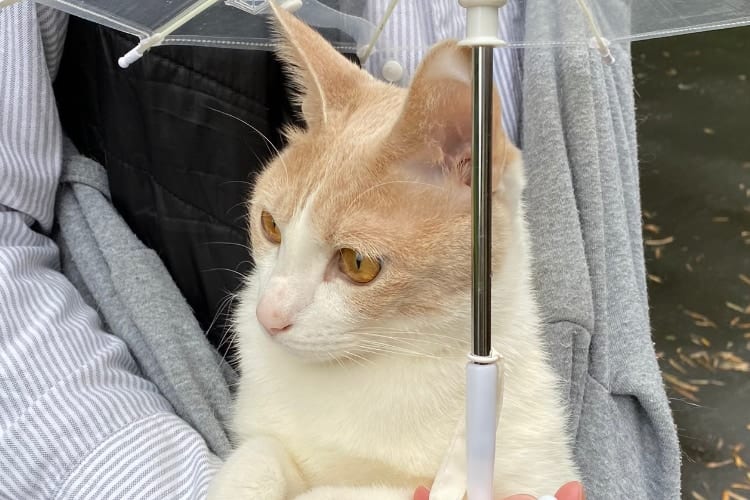 「雨の日も悪くないニャ♪」天気が微妙でも大好きなお散歩を満喫するニャンコの頭の上には･･･