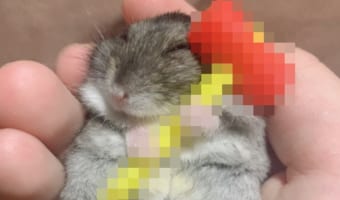 これはたまらん！ハムスターが小さなピコピコハンマーを握っている姿が衝撃的な可愛さ！