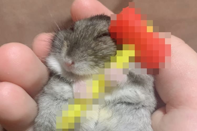 これはたまらん！ハムスターが小さなピコピコハンマーを握っている姿が衝撃的な可愛さ！