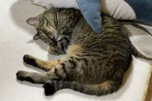 ぬいぐるみが二つ！？偶然サメに抱きしめられていたニャンコの可愛さにノックアウト