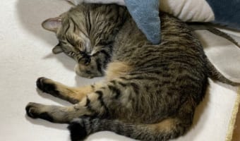 ぬいぐるみが二つ!?偶然サメに抱きしめられていたニャンコの可愛さにノックアウト