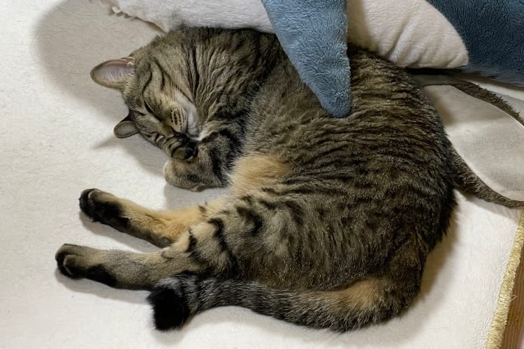 ぬいぐるみが二つ！？偶然サメに抱きしめられていたニャンコの可愛さにノックアウト