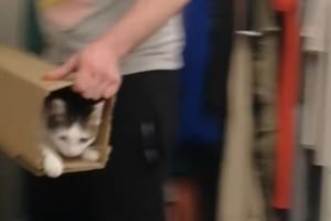 「もう一回発射ニャ！」猫が自分で乗り込む“エンドレス猫ランチャー”があったぞ！