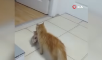 「うちの子を助けてください」トルコの病院に病気の子猫をくわえた母猫がやって来た!!