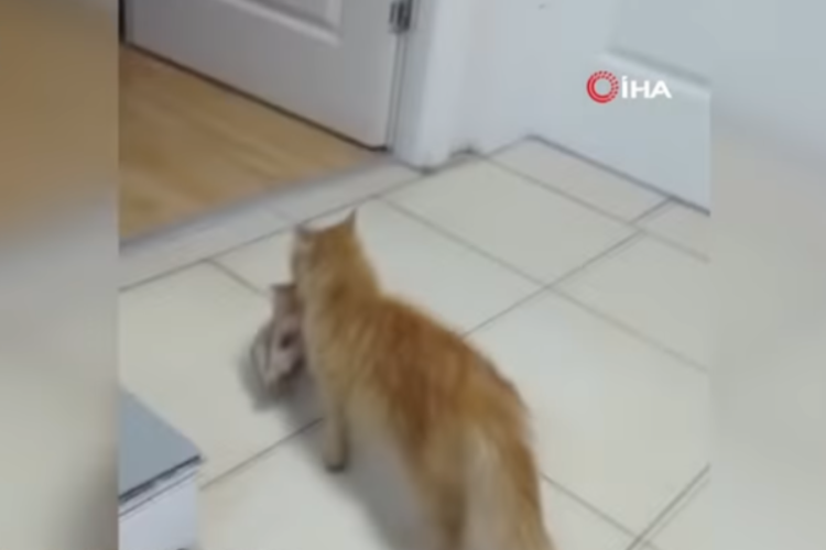 「うちの子を助けてください」トルコの病院に病気の子猫をくわえた母猫がやって来た！！