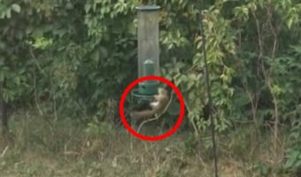 鳥の餌箱に掴まって回転し続けるリス！？実は餌箱の仕組みを逆手に取った賢い行動だった！