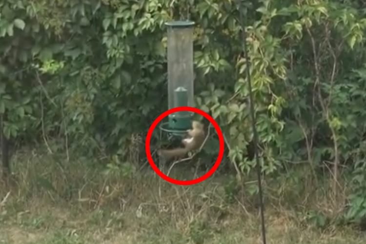 鳥の餌箱に掴まって回転し続けるリス！？実は餌箱の仕組みを逆手に取った賢い行動だった！