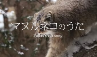 エイプリルフールのネタが実現!那須どうぶつ王国がガチで『マヌルネコのうた』作ったぞ!