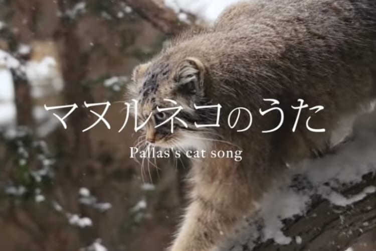 エイプリルフールのネタが実現！那須どうぶつ王国がガチで『マヌルネコのうた』作ったぞ！