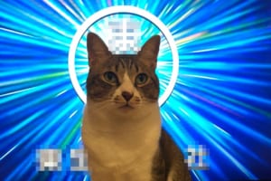 なんて神々しいお姿なんだ！後光が差すネコ様の尊いショットがTwitterで話題に