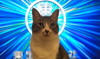 なんて神々しいお姿なんだ!後光が差すネコ様の尊いショットがTwitterで話題に