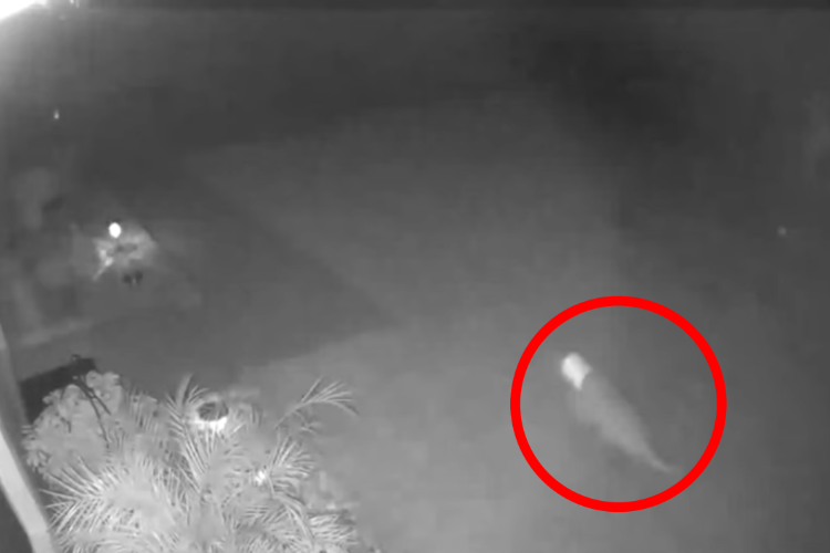 恐竜のような生物を防犯カメラが捉えた！真夜中に謎の生物がダッシュで横切る映像！