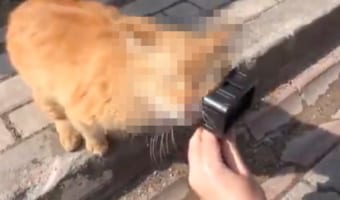 可愛すぎる!イスタンブールで出会った野良猫がカメラが好きすぎて撮影できない!