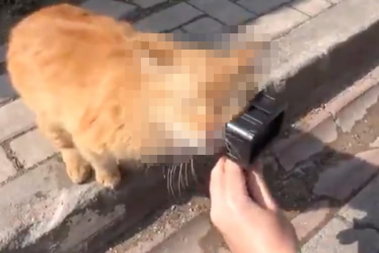 可愛すぎる！イスタンブールで出会った野良猫がカメラが好きすぎて撮影できない！