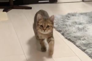 ディズニーのステップだ！名前を呼ばれてルンルン歩きで近づいてくる子猫が可愛すぎる