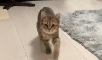 ディズニーのステップだ！名前を呼ばれてルンルン歩きで近づいてくる子猫が可愛すぎる