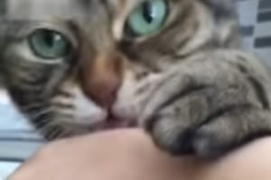 ツンデレにもほどがある(笑) 噛んだ！と思ったら優しくペロペロしてくる猫が面白い