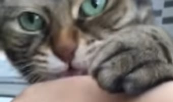 ツンデレにもほどがある(笑) 噛んだ!と思ったら優しくペロペロしてくる猫が面白い