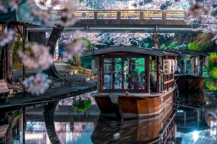 静寂の夜を彩る水鏡と桜！京都・伏見十石舟の夜景写真が美しすぎて言葉を失う