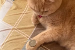 飼い主のトリックを見よう見まねで習得した天才猫が話題！「悟空のかめはめ波と同じだ」