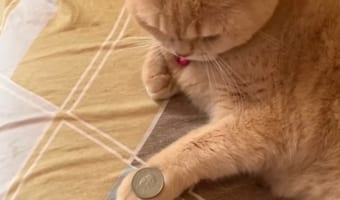 飼い主のトリックを見よう見まねで習得した天才猫が話題!「悟空のかめはめ波と同じだ」