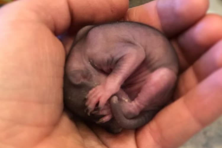 道端で生まれたばかりのリスの赤ちゃんを発見！保護した女性の心温まるストーリーが話題に