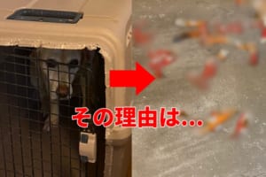 帰ったらいつも出迎えてくれるワンコが出てこない！その理由が分かる写真に笑った